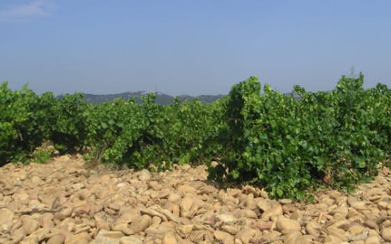 Domaine du Joncier